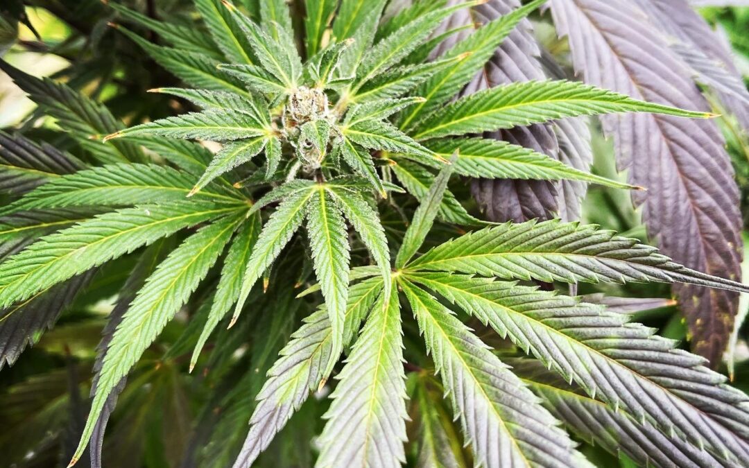 CBD vs. THC: Understanding the Differences and Benefits